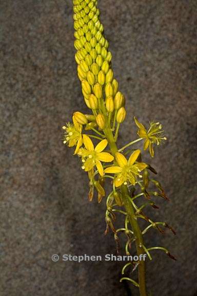 bulbine latifolia 3 graphic